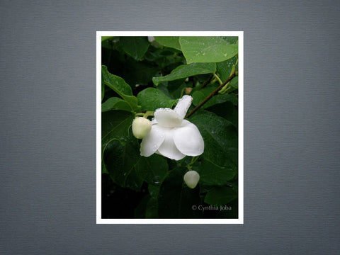 Magnolia - Set of 6 cards
