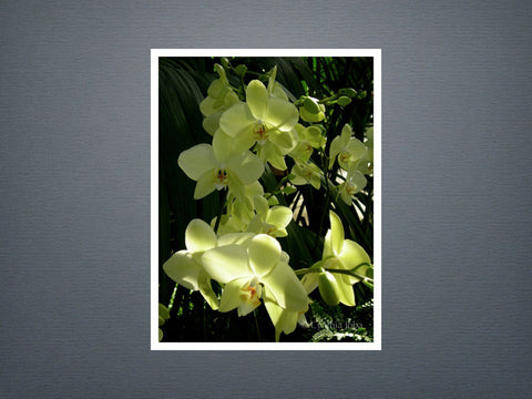 Orchids - Set of 6 cards