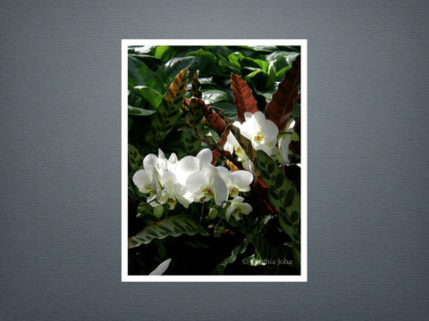 Orchids and Prayer Plants - Set of 6 cards