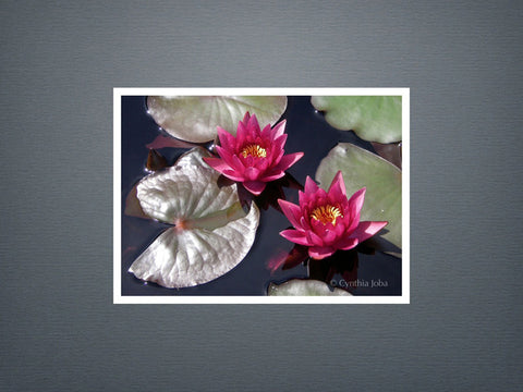 Water Lilies - Set of 6 cards