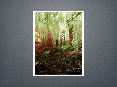 Wisteria and Japanese Maple - Set of 6 cards