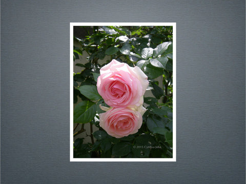 Roses - Set of 6 cards