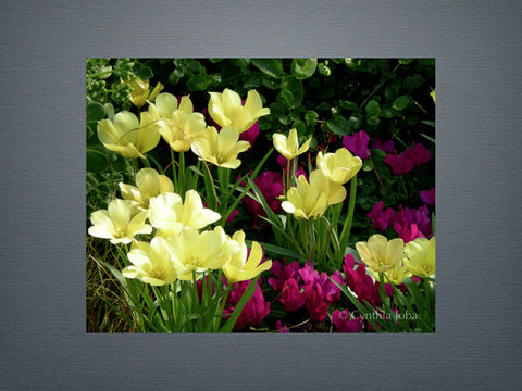 Tulips and Cyclamen
