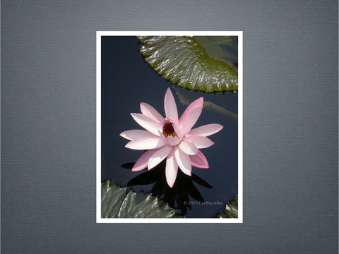 Water Lily 23 - Set of 6 cards