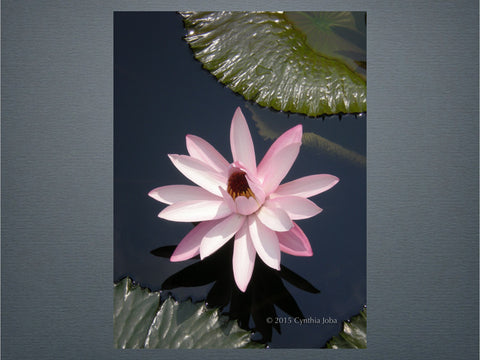 Water Lily 23