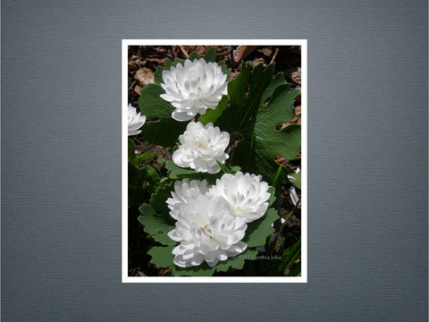 Bloodroot 6 - Set of 6 cards