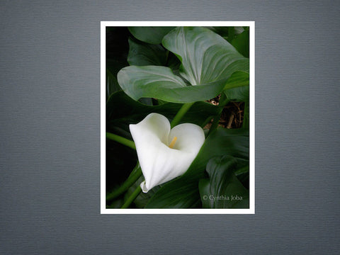 Cala Lily - Set of 6 cards