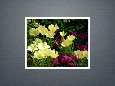 Tulips and Cyclamen - Set of 6 cards