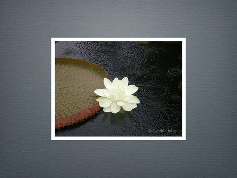 Victoria Water Lily - Set of 6 cards