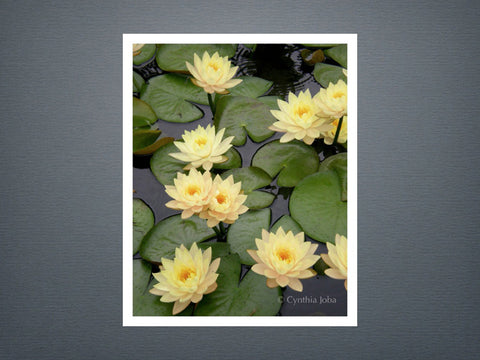 Water Lilies 2 - Set of 6 cards