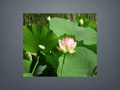 Field of Lotus