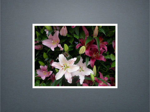 Lilies - Set of 6 cards