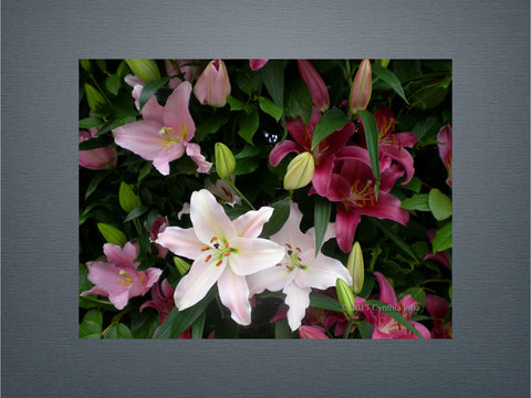 Lilies (New)